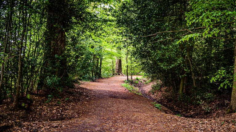 A woodland path leads through Morgaston Woods.